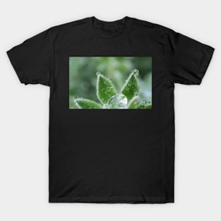 Hairy Canaryflower T-Shirt